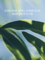 תחליב גוף עדין לידיים ולגוף בניחוח וורבנה