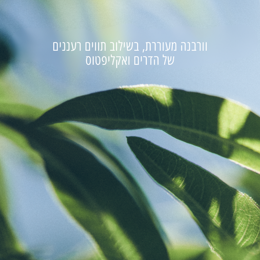 תחליב גוף עדין לידיים ולגוף בניחוח וורבנה