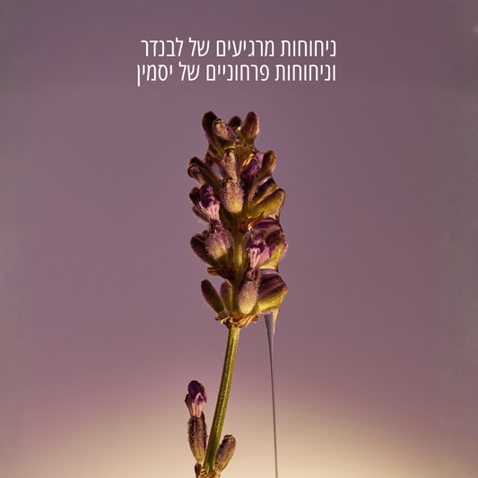 סבון ידיים נוזלי חמאת שיאה בניחוח לבנדר (אריזת חיסכון)
