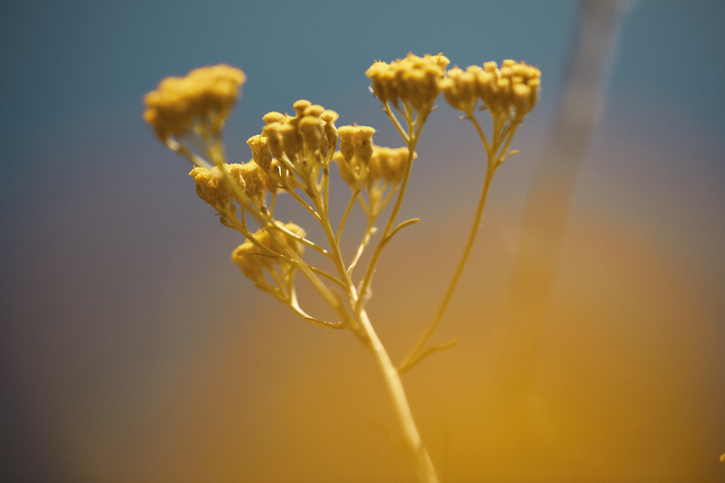 קוסמטיקה טבעית ל'אוקסיטן