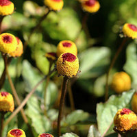 תמצית אקמלה אולרסאה