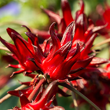 מוצרי טיפוח גוף ל'אוקסיטן