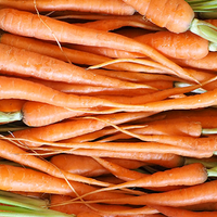 שמן זרעי גזר צמחי