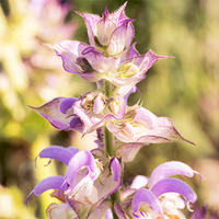 שמן מרווה מוסקט