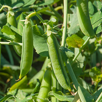 פפטידים של אפונה