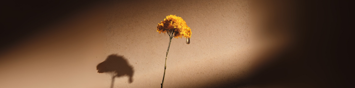 קולקציית מוצרי ל'אוקסיטן