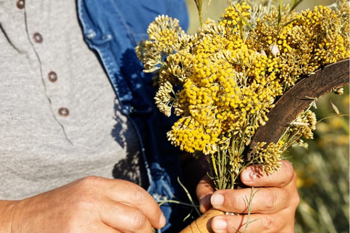 מוצרי טיפוח פנים ל'אוקסיטן