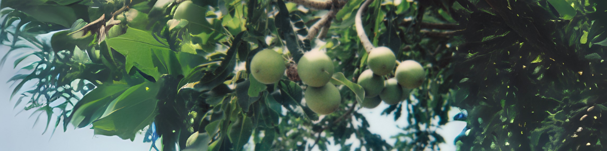 מוצרי טיפוח פנים ל'אוקסיטן