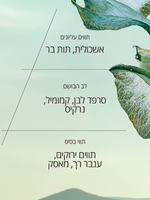 ג'ל רחצה סרפד לבן