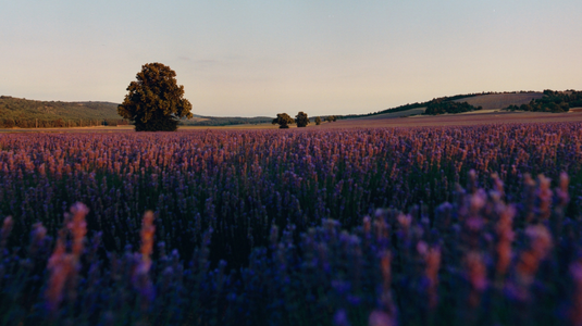 קולקציית מוצרי ל'אוקסיטן