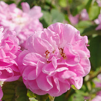 תמצית ורד דמשקאי מרוכזת