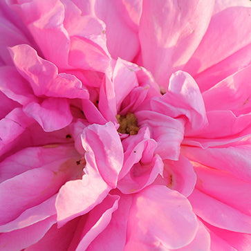 קולקציית ורדים מבית ל'אוקסיטן – מוצרי טיפוח בניחוח פרחוני