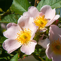 שמן ורד בניחוח מאסק