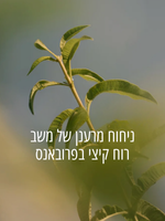 בושם או דה טואלט וורבנה
