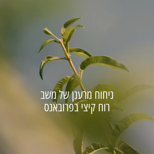ג'ל רחצה מבושם וורבנה (אריזת מילוי)