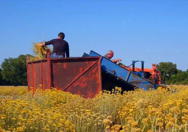 טיפוח לגבר ל'אוקסיטן