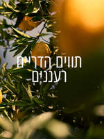 תחליב גוף מבושם וורבנה הדרים