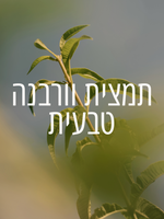 קרם ידיים מבושם וורבנה