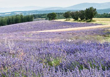 מוצרי לבנדר מבית ל'אוקסיטן – סבון ושמנים