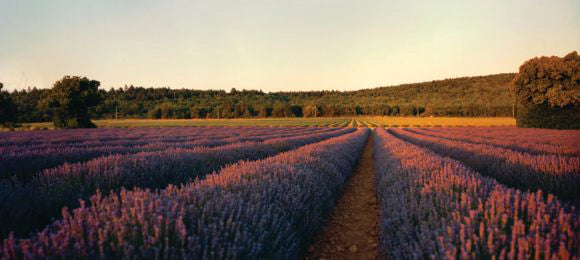 מוצרי לבנדר מבית ל'אוקסיטן – סבון ושמנים
