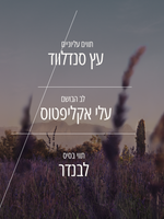 תחליב גוף מבושם לבנדר