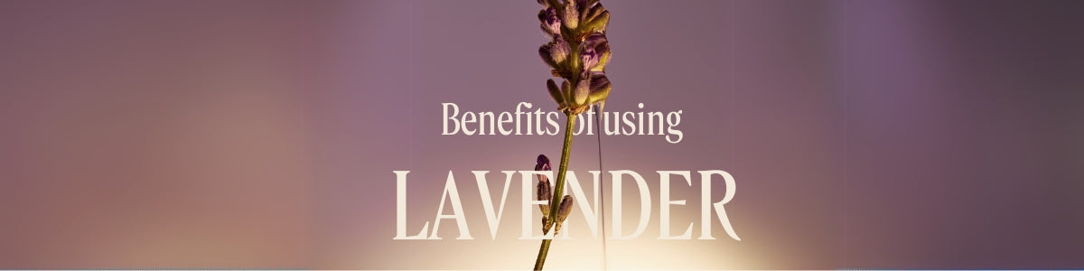 סדרת לבנדר ל'אוקסיטן – בושם, קרם גוף ומוצרי רחצה