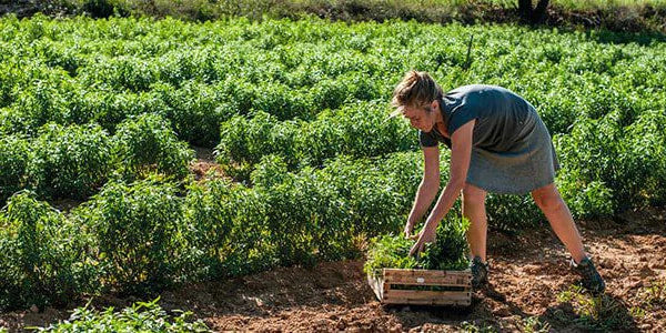 סדרת ורבנה מרעננת ל'אוקסיטן – מוצרי רחצה ובישום