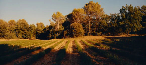מוצרי ורבנה מבית ל'אוקסיטן – טיפוח גוף וריח רענן