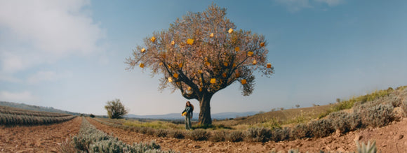 חדש מפרובאנס 