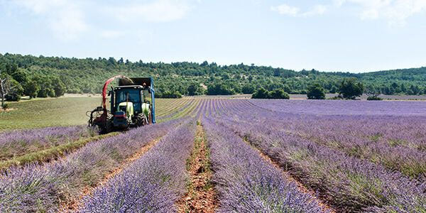 לבנדר - Lavender