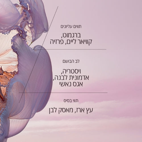 בשמי גבר ל'אוקסיטן – ניחוחות קלאסיים וחדשים