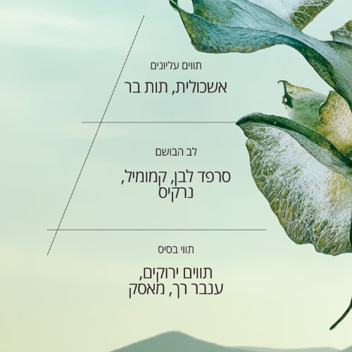 בשמי גבר ל'אוקסיטן – ניחוחות קלאסיים וחדשים