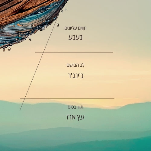 בשמי גבר ל'אוקסיטן – ניחוחות קלאסיים וחדשים