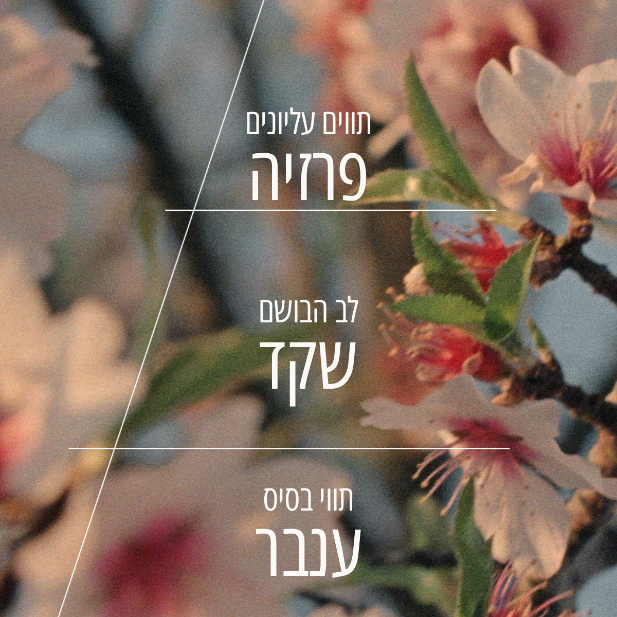 מיסט מבשם שקדים לגוף ולשיער