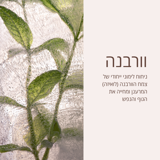 מוצרי טיפוח פנים ל'אוקסיטן
