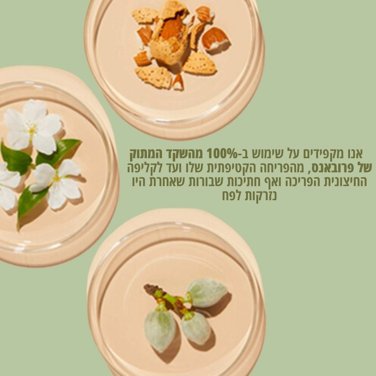 קולקציית שקד של ל'אוקסיטן – מוצרי גוף עם שמן שקדים – קולקציית גוף של ל'אוקסיטן – מוצרי רחצה ולחות