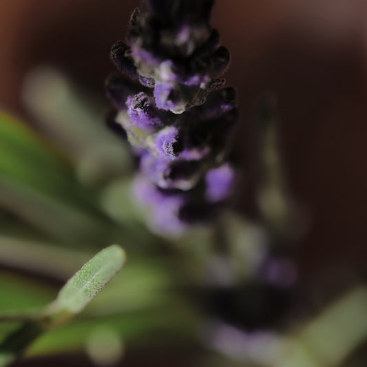 קוסמטיקה טבעית ל'אוקסיטן