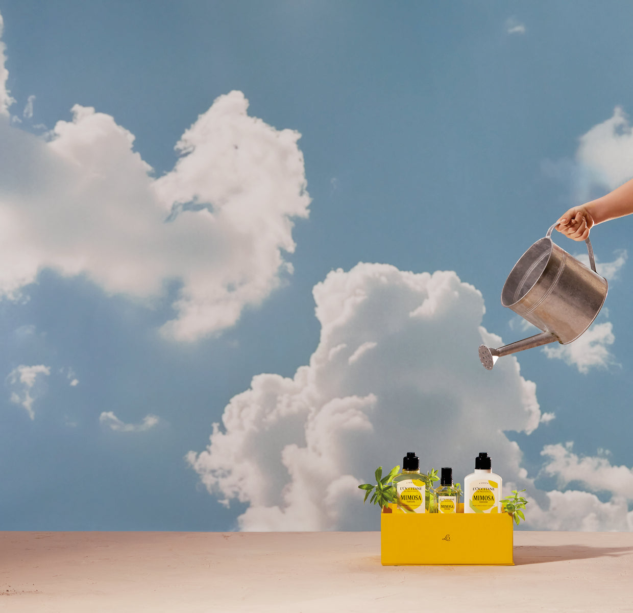 קרם גוף חלבי וורבנה מימוזה