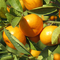 תמצית מנדרינה