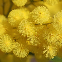 תמצית מימוזה