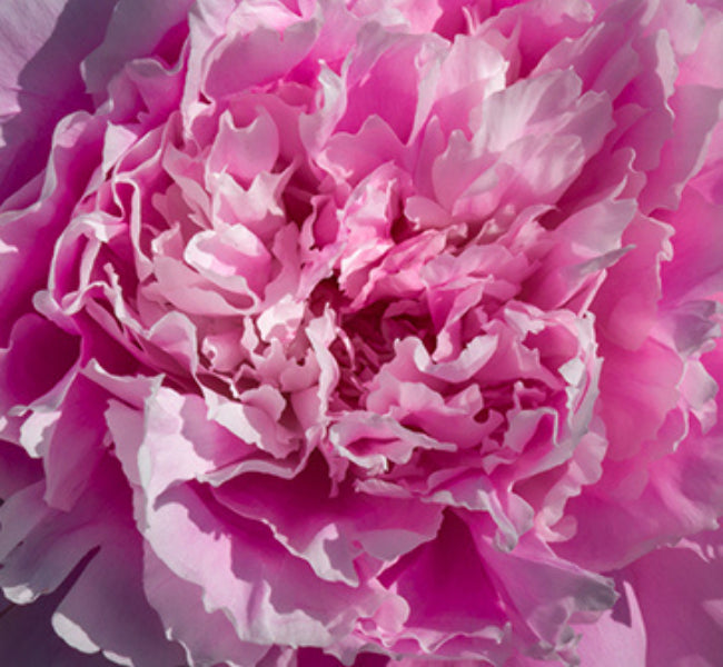 מוצרי טיפוח ל'אוקסיטן