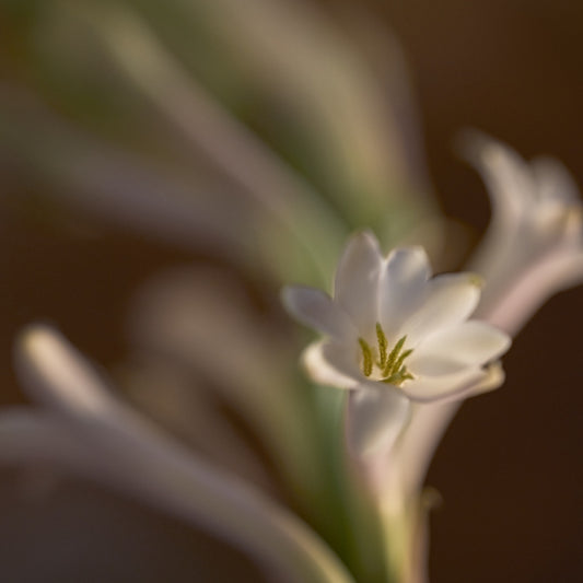 סדרת נרולי יוזו ל'אוקסיטן – בישום הבית  מפיץ ריח ל'אוקסיטן