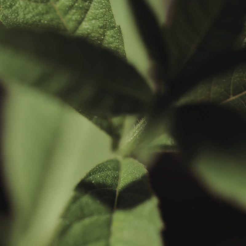 מוצרי טיפוח ל'אוקסיטן