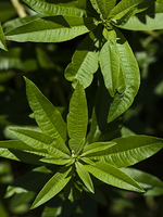 קולקציית ורבנה ל'אוקסיטן – סבון, קרם גוף ובשמים