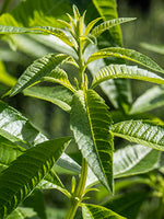 מוצרי טיפוח ל'אוקסיטן