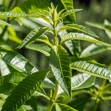 מוצרי טיפוח ל'אוקסיטן