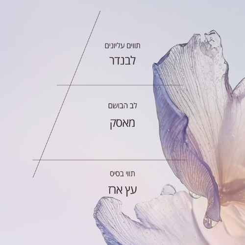 בושם או דה טואלט לבנדר לבן