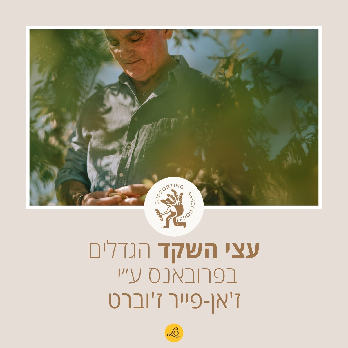 מוצרי שקדים מבית ל'אוקסיטן – טיפוח גוף ושיער