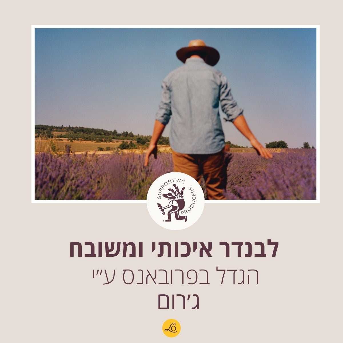 קולקציית לבנדר של ל'אוקסיטן – טיפוח גוף וניחוח מרגיע