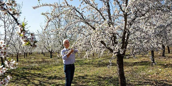 סדרת שקד ל'אוקסיטן – קרם גוף ושמן שקדים